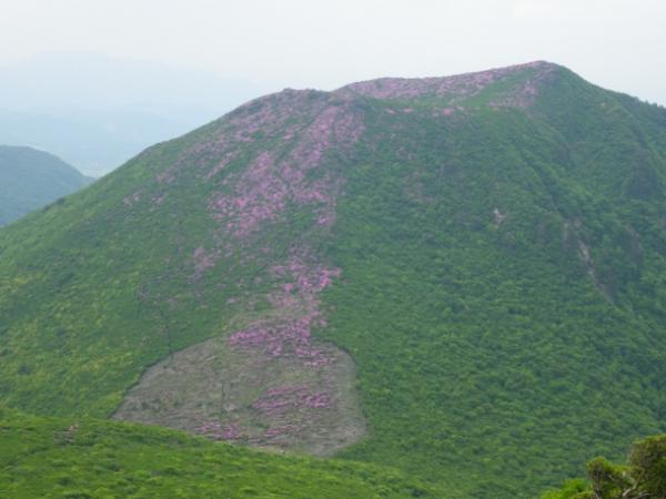 平治岳への登山道からの遠望です。大戸越から山頂まで、見事なピンク具合です！！
